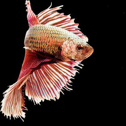 Angler profile