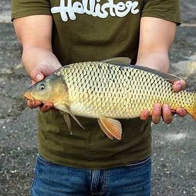 Angler profile