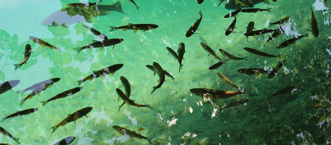 Your complete fishing companion in Basszorex